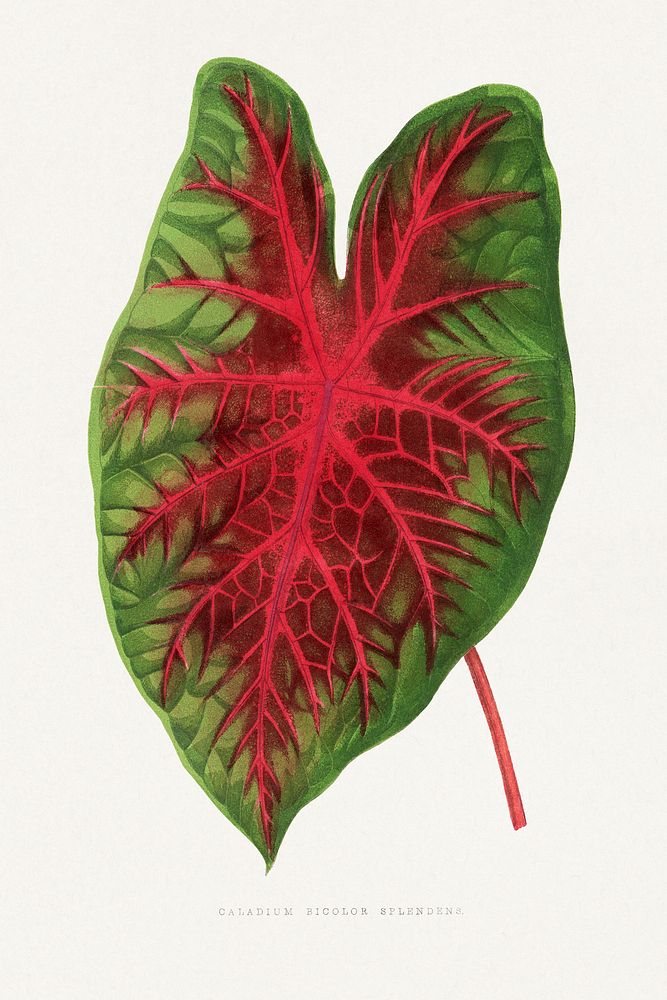 Caladium bicolor splendens leaf illustration.  Digitally enhanced from our own original 1865 edition of Les Plantes à…
