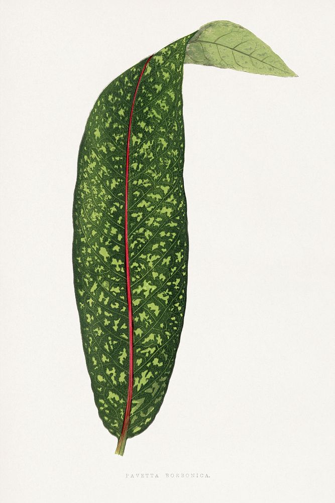 Green benjamin fawsett leaf illustration.  Digitally enhanced from our own original 1865 edition of Les Plantes à Feuillage…