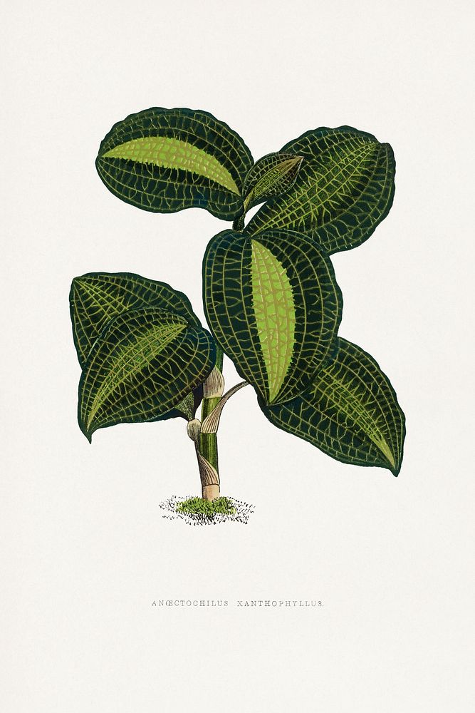 Green Ancectochilus Xanthophyllus leaf illustration.  Digitally enhanced from our own original 1865 edition of Les Plantes à…