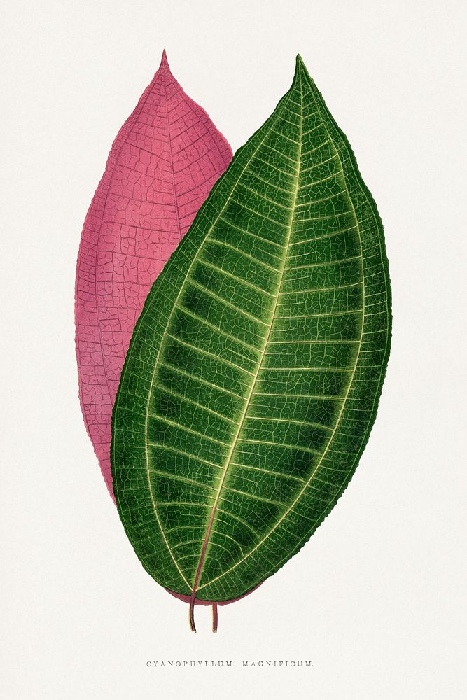 Calophyllum inophyllum leaf illustration.  Digitally enhanced from our own original 1865 edition of Les Plantes à Feuillage…