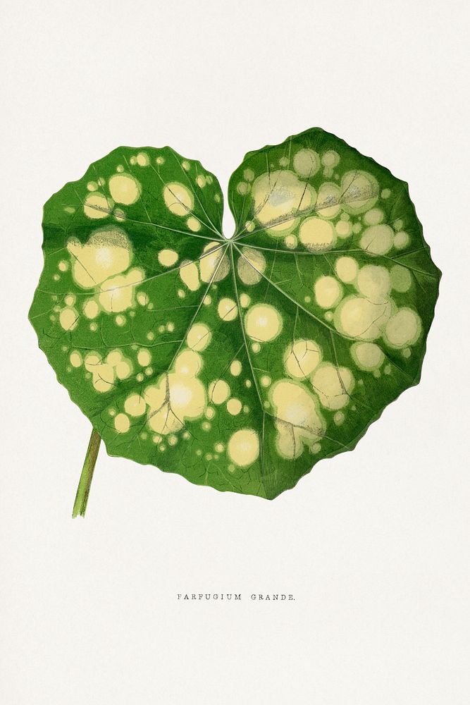 Farfugium Grande leaf illustration.  Digitally enhanced from our own original 1865 edition of Les Plantes à Feuillage Coloré…