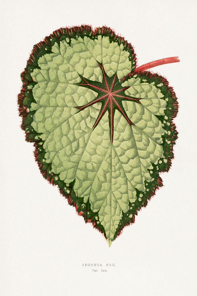 Green Begonia Rex leaf illustration.  Digitally enhanced from our own original 1865 edition of Les Plantes à Feuillage…