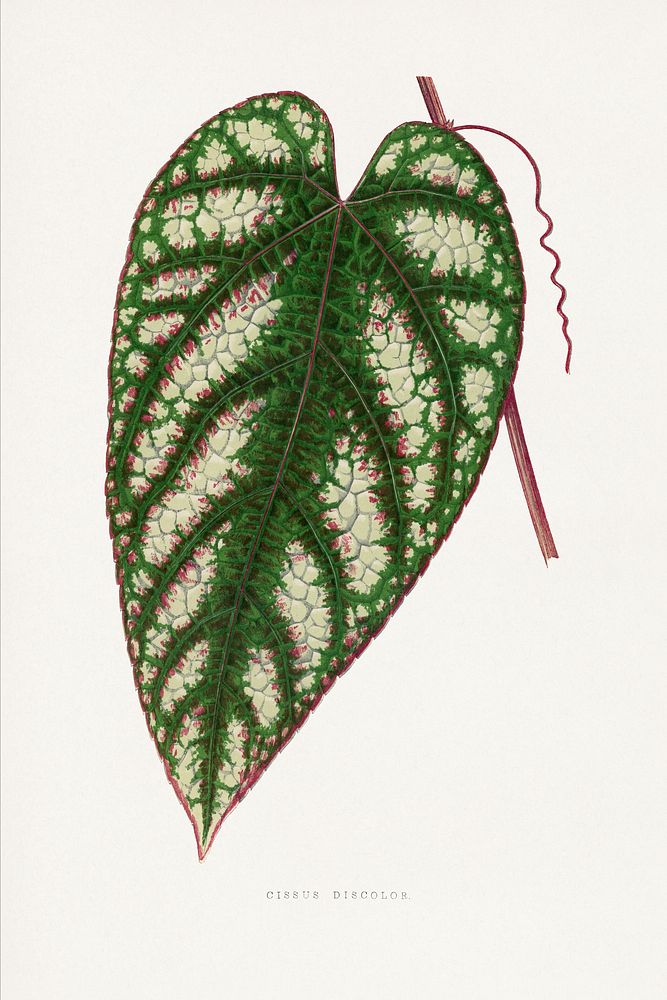 Cissus Javana leaf illustration.  Digitally enhanced from our own original 1865 edition of Les Plantes à Feuillage Coloré by…