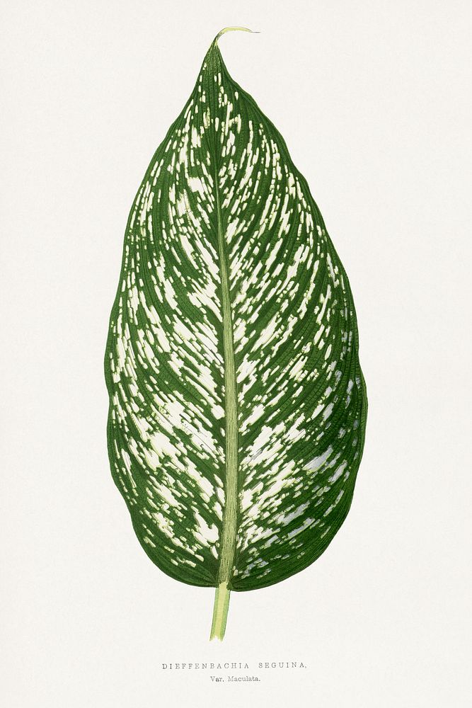 Dieffenbachia Seguina leaf illustration.  Digitally enhanced from our own original 1865 edition of Les Plantes à Feuillage…