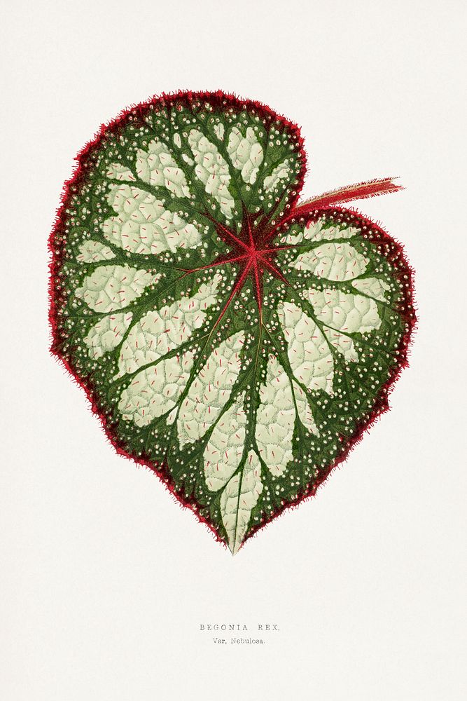Begonia Rex leaf illustration.  Digitally enhanced from our own original 1865 edition of Les Plantes à Feuillage Coloré by…