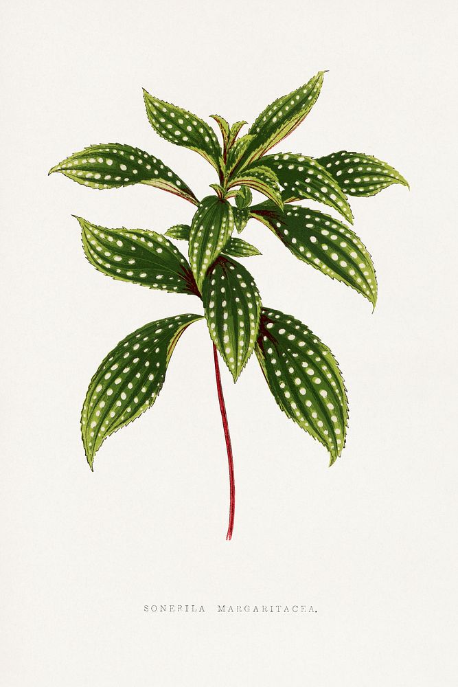 Sonerila Magaritacea leaf illustration.  Digitally enhanced from our own original 1865 edition of Les Plantes à Feuillage…