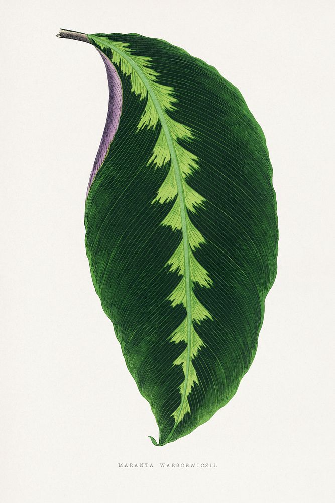 Green Maranta Warscewiczii leaf illustration.  Digitally enhanced from our own original 1865 edition of Les Plantes à…