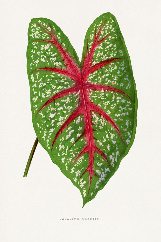 Green Caladium Chantini leaf illustration.  Digitally enhanced from our own original 1865 edition of Les Plantes à Feuillage…