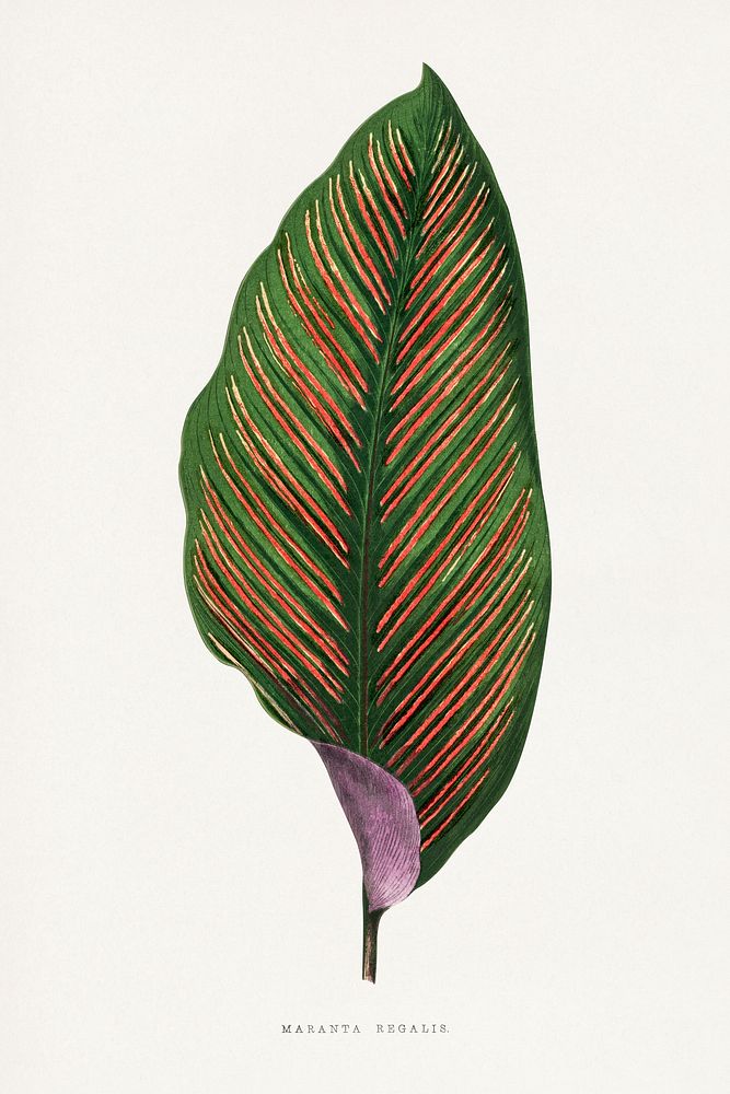 Maranta Begalis leaf illustration.  Digitally enhanced from our own original 1865 edition of Les Plantes à Feuillage Coloré…