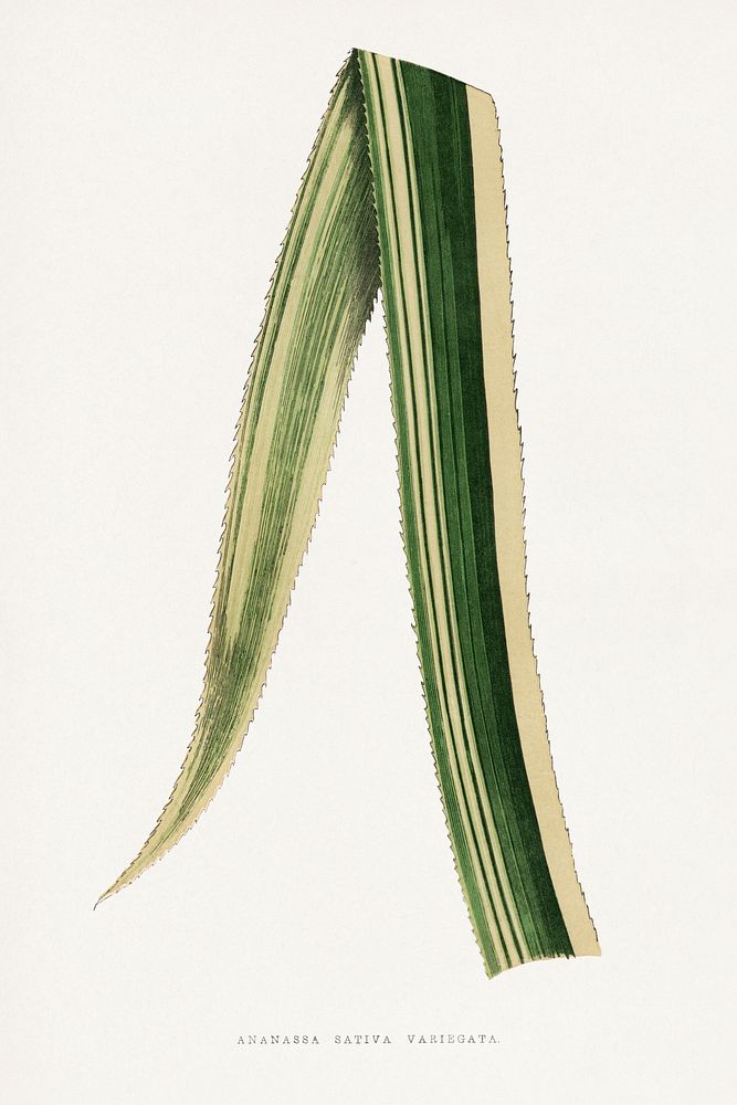 Ananassa Sativa Variegata leaf illustration.  Digitally enhanced from our own original 1865 edition of Les Plantes à…