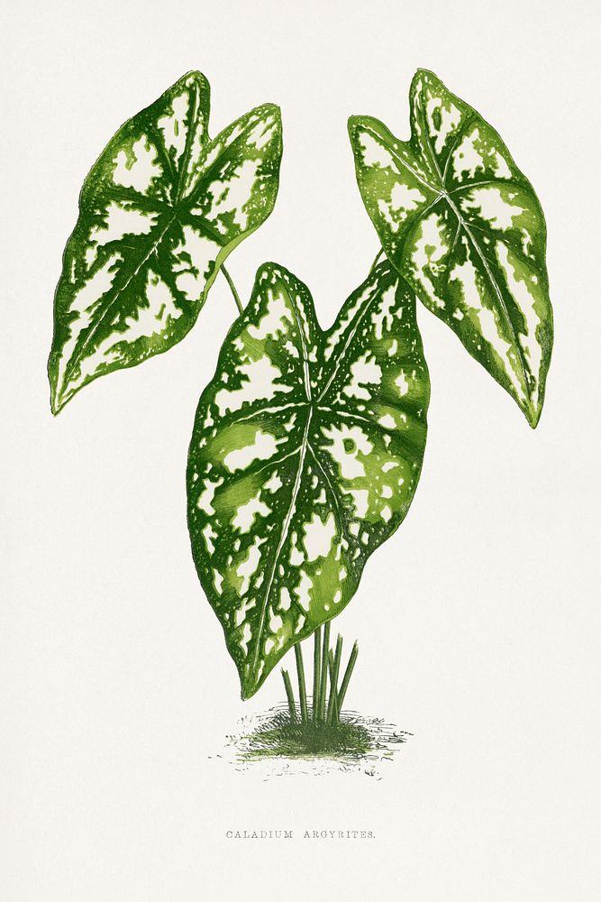 Caladium Argy leaf illustration.  Digitally enhanced from our own original 1865 edition of Les Plantes à Feuillage Coloré by…