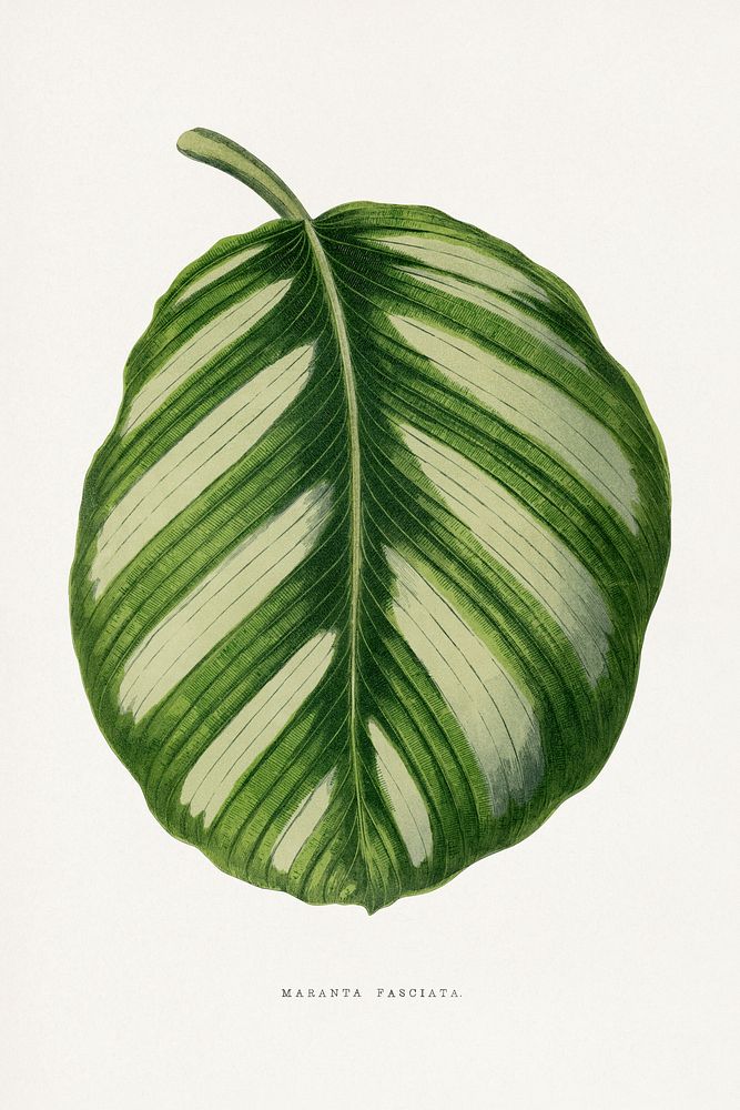 Green Maranta Fasciata leaf illustration.  Digitally enhanced from our own original 1865 edition of Les Plantes à Feuillage…
