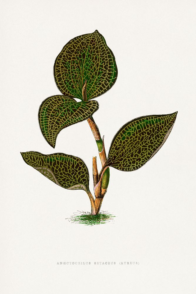 Green Ancectochilus Setaceus leaf illustration.  Digitally enhanced from our own original 1865 edition of Les Plantes à…