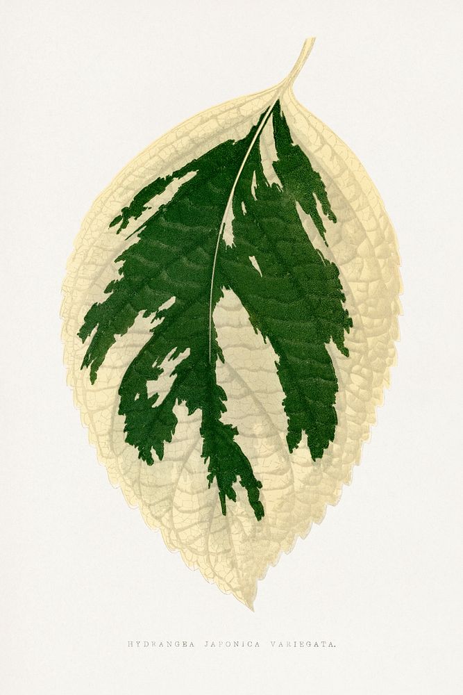 Hydrangea Japonica Variegata leaf illustration.  Digitally enhanced from our own original 1865 edition of Les Plantes à…