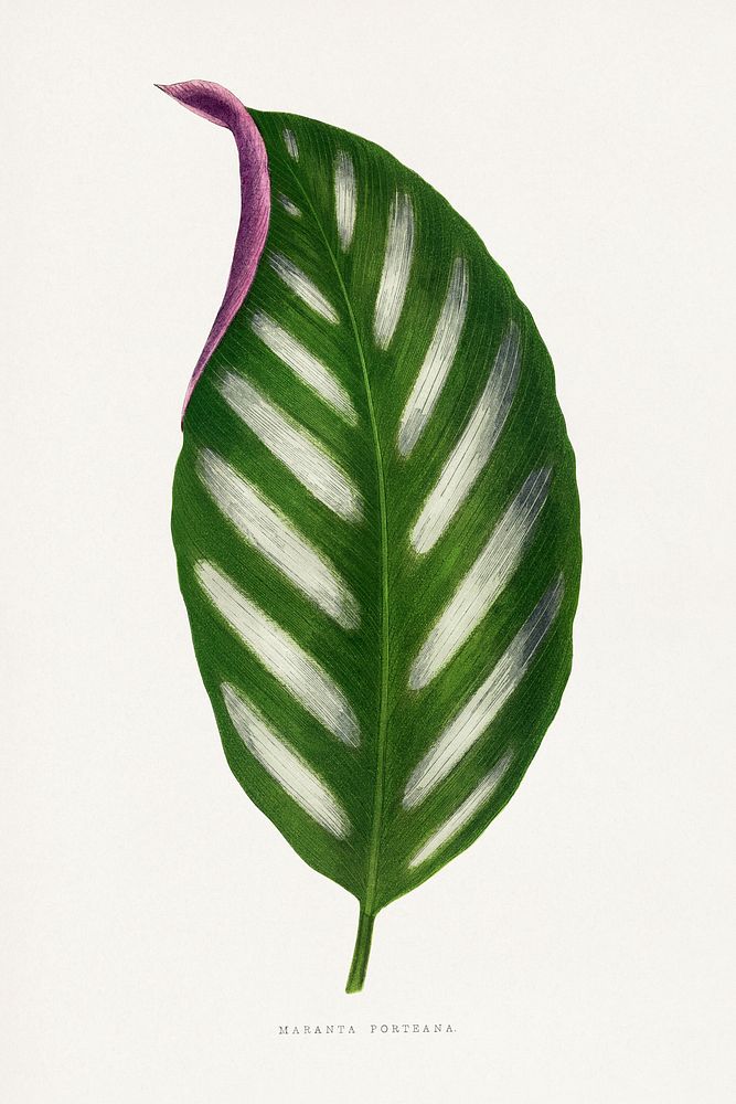 Maranta Porteana leaf illustration.  Digitally enhanced from our own original 1865 edition of Les Plantes à Feuillage Coloré…