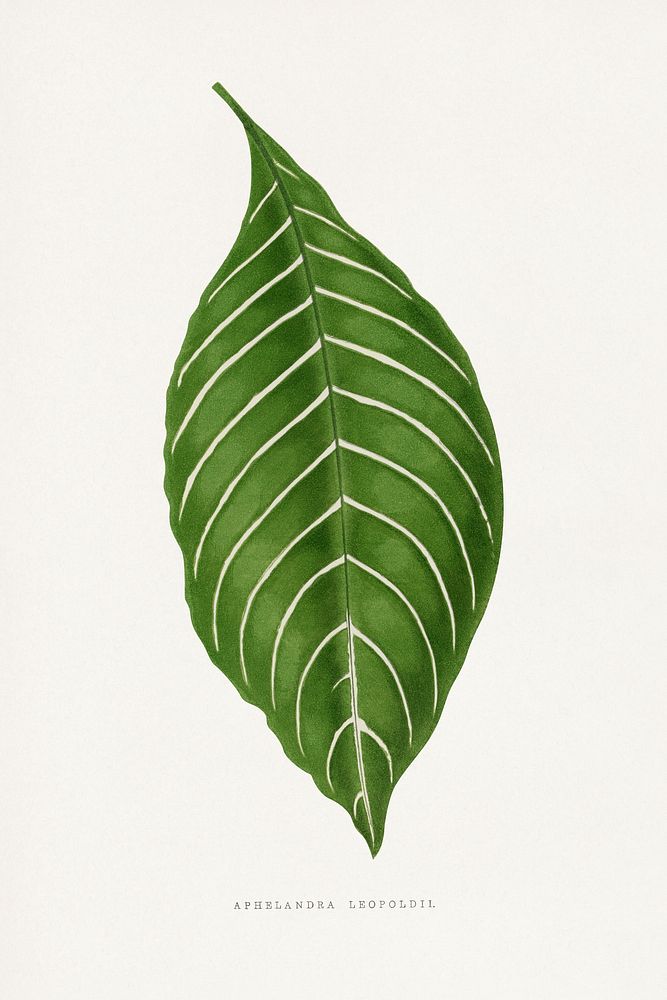 Green Aphelandra Leopoldii leaf illustration.  Digitally enhanced from our own original 1865 edition of Les Plantes à…