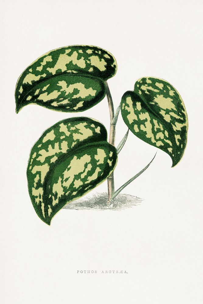 Pothos Argyraea leaf illustration.  Digitally enhanced from our own original 1865 edition of Les Plantes à Feuillage Coloré…