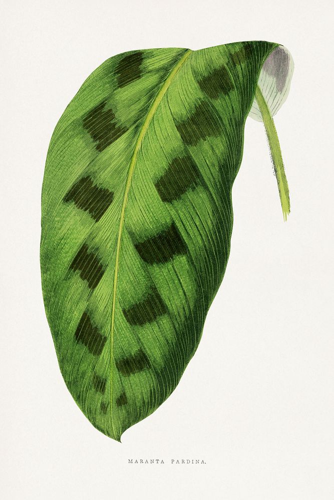 Green Maranta Pardina leaf illustration.  Digitally enhanced from our own original 1865 edition of Les Plantes à Feuillage…