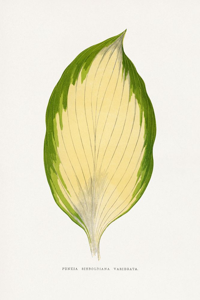 Funkia Sieboldiana Variegata leaf illustration.  Digitally enhanced from our own original 1865 edition of Les Plantes à…