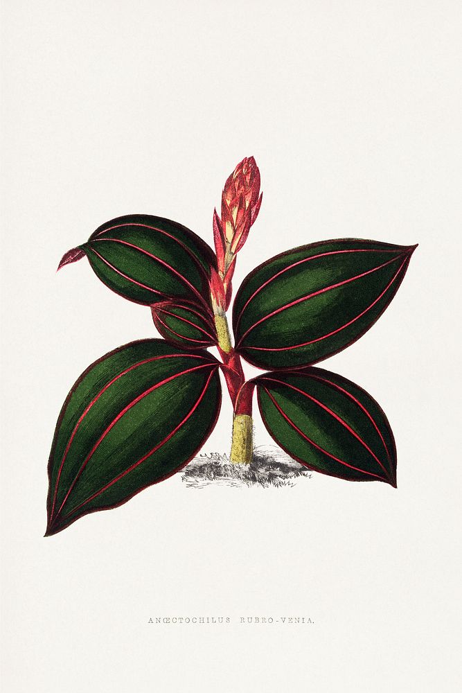 Ancectochilus Rubro Venia leaf illustration. Digitally enhanced from our own original 1865 edition of Les Plantes &agrave;…