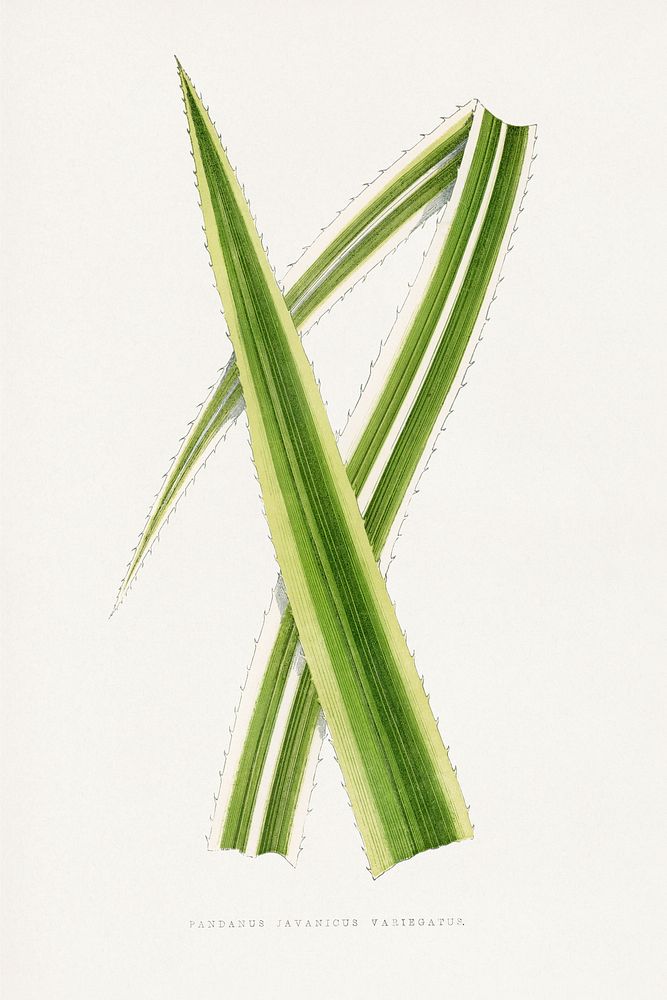 Green Pandanus Javanicus Variegatus leaf illustration. Digitally enhanced from our own original 1865 edition of Les Plantes…