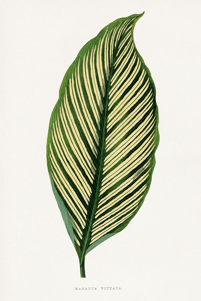 Green Maranta Vittata leaf illustration.  Digitally enhanced from our own original 1865 edition of Les Plantes à Feuillage…