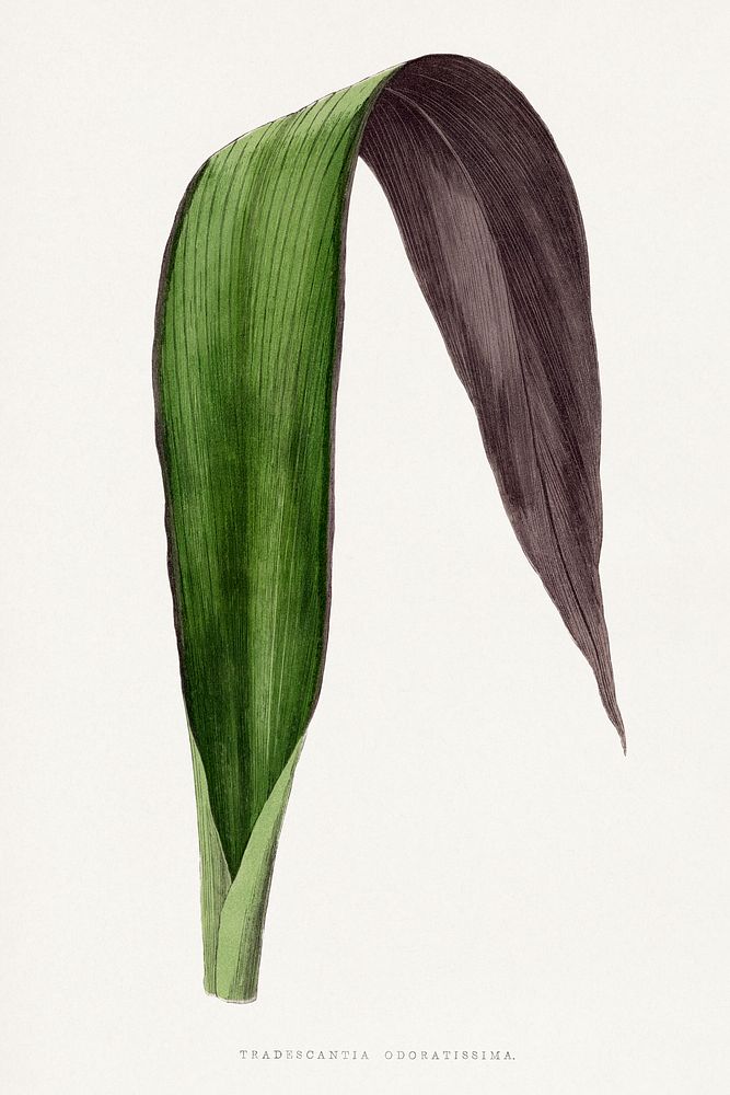 Tradescantia Odoratissima leaf illustration.  Digitally enhanced from our own original 1865 edition of Les Plantes à…