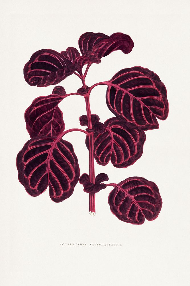 Pink Achyranthes Verschaffeltii leaf illustration.  Digitally enhanced from our own original 1865 edition of Les Plantes à…
