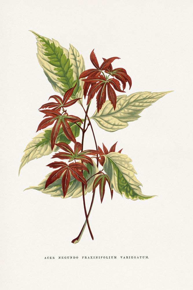 Acer Negundo Fraxinifolium Variegatum leaf illustration.  Digitally enhanced from our own original 1865 edition of Les…