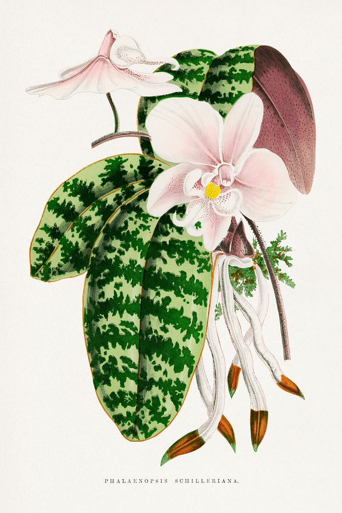 Green Phalaenopsis Schilleriana leaf illustration.  Digitally enhanced from our own original 1865 edition of Les Plantes à…