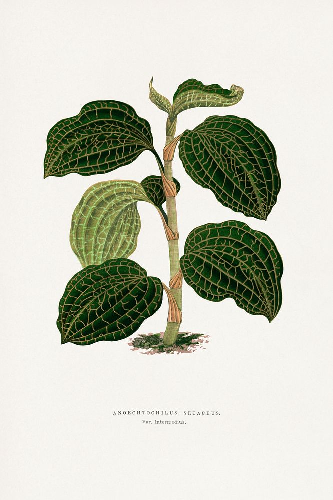 Green Anoechtochilus Setaceus leaf illustration.  Digitally enhanced from our own original 1865 edition of Les Plantes à…