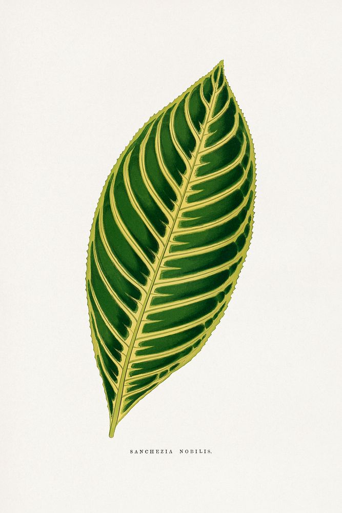 Sanchezia Nobilis leaf illustration.  Digitally enhanced from our own original 1865 edition of Les Plantes à Feuillage…