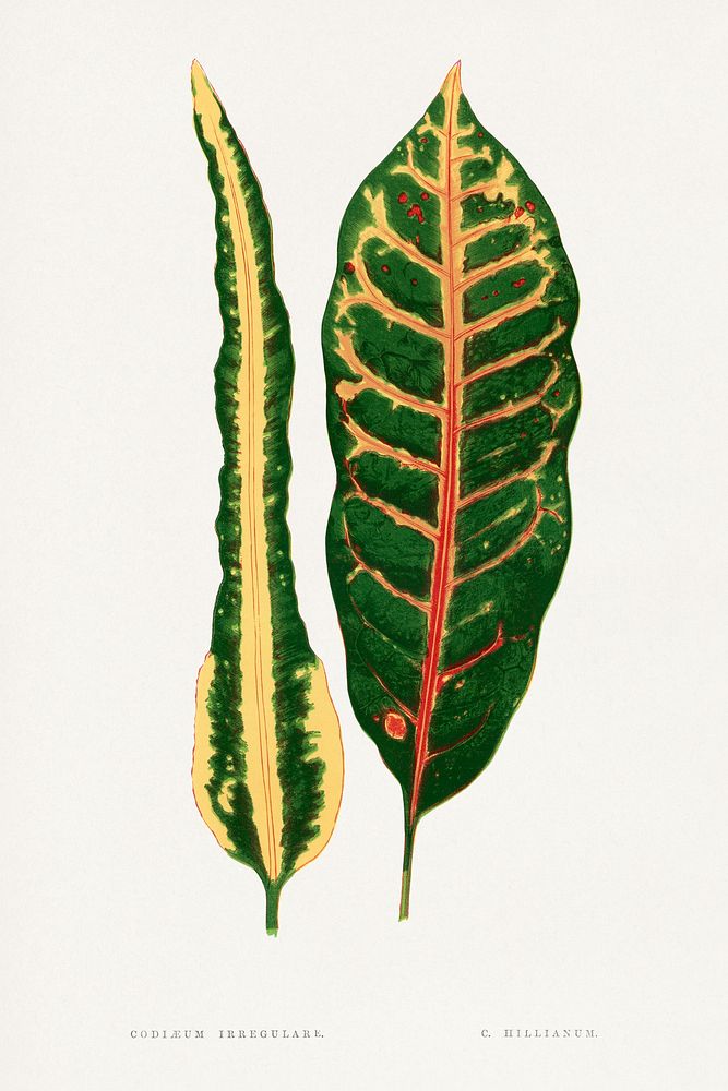 codiaeum Irregulare C. Hillianum leaf illustration.  Digitally enhanced from our own original 1865 edition of Les Plantes à…