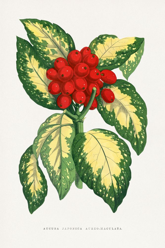 Green Aucuba Japonica Aureo Maculata leaf illustration. Digitally enhanced from our own original 1865 edition of Les Plantes…