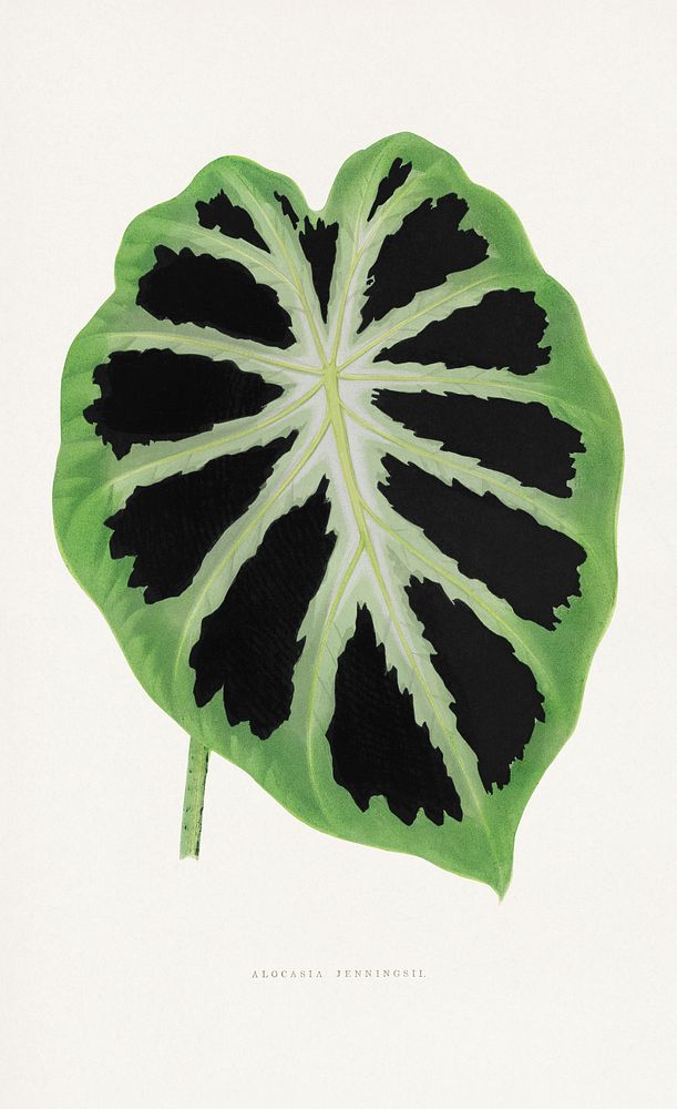 Green Alocasia leaf illustration.  Digitally enhanced from our own original 1865 edition of Les Plantes à Feuillage Coloré…