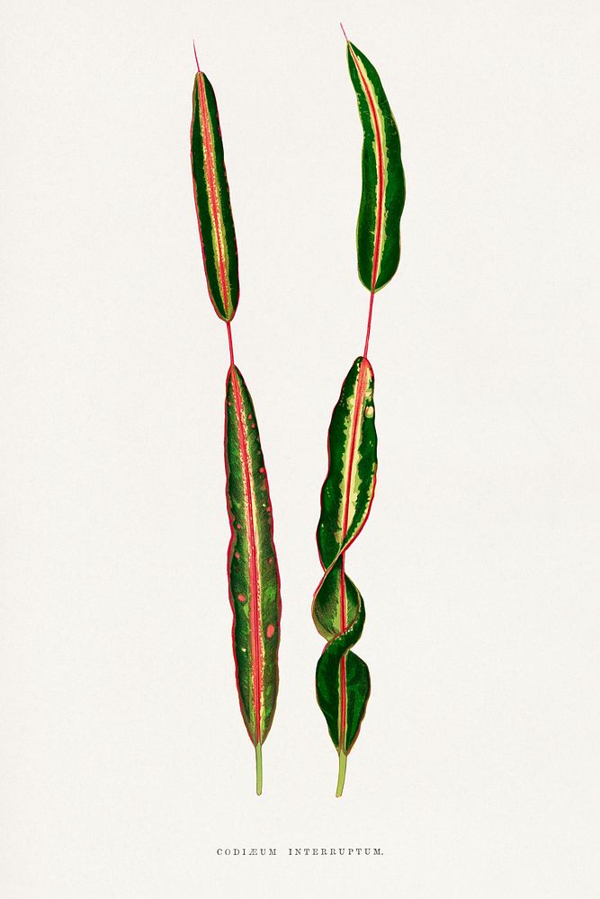 Codiaeum Interruptum leaf illustration.  Digitally enhanced from our own original 1865 edition of Les Plantes à Feuillage…