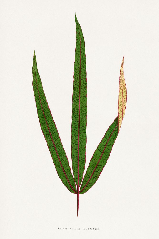 Terminalia Elegans leaf illustration.  Digitally enhanced from our own original 1865 edition of Les Plantes à Feuillage…