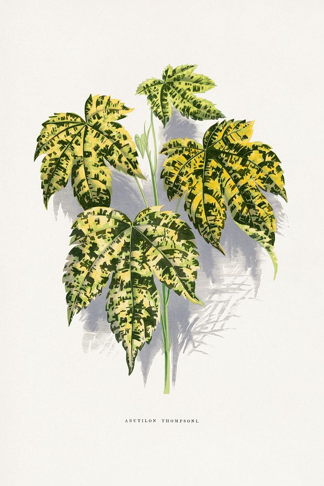 Abutilon Thompsoni leaf illustration. Digitally enhanced from our own original 1865 edition of Les Plantes &agrave;…