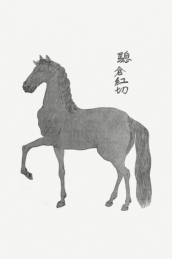Horse Illustration from Narrative of the Expedition of an American Squadron to the China Seas and Japan, performed in the…