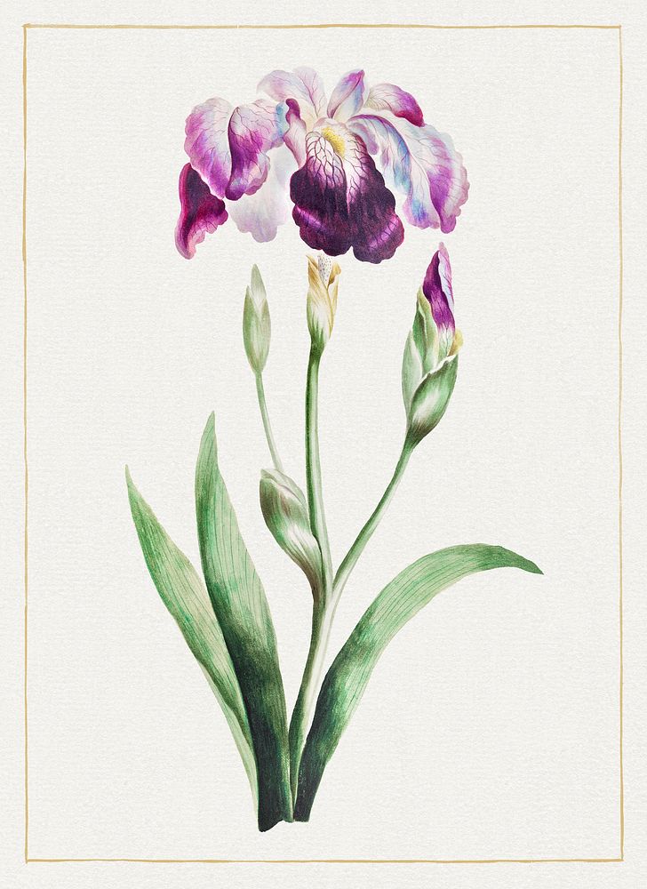 Japanese Iris (Large Blue Iris) (1809) by John Edwards. Original from The Cleveland Museum of Art. Digitally enhanced by…