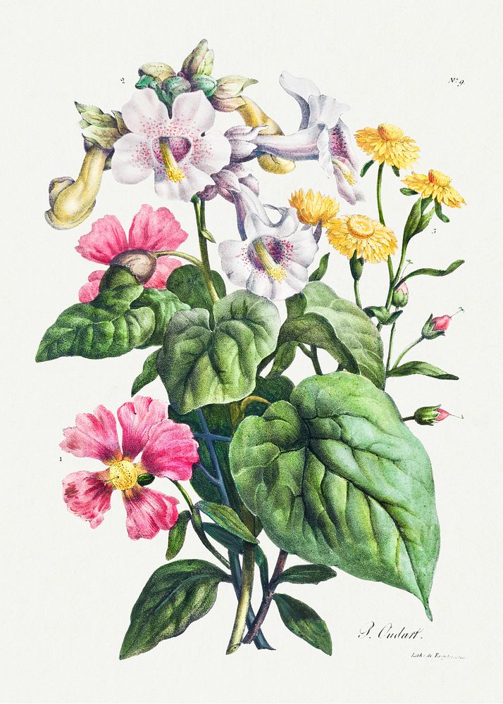 Vintage martynia flower bouquet illustration botanical wall art