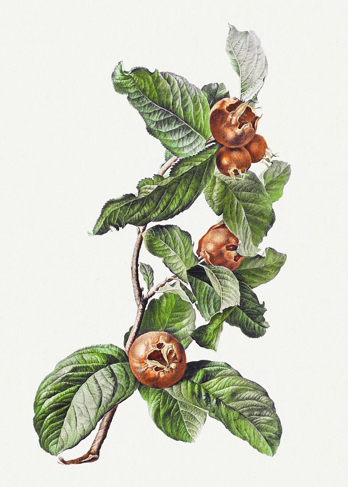 Vintage medlar fruit with leaves illustration botanical wall art