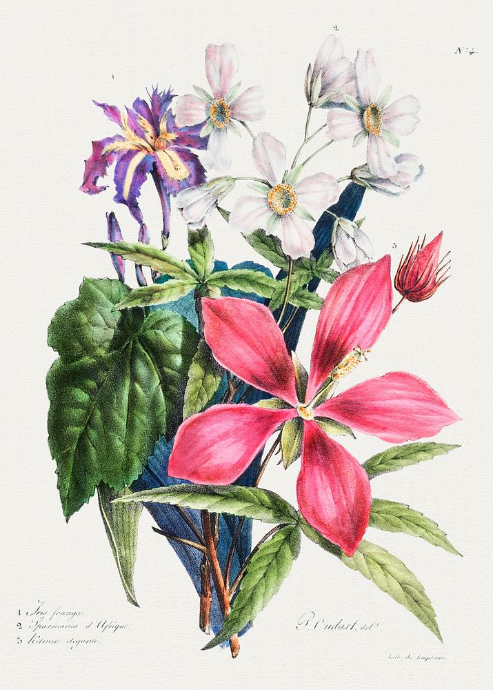 Vintage pink ketmia flower bouquet illustration botanical wall art