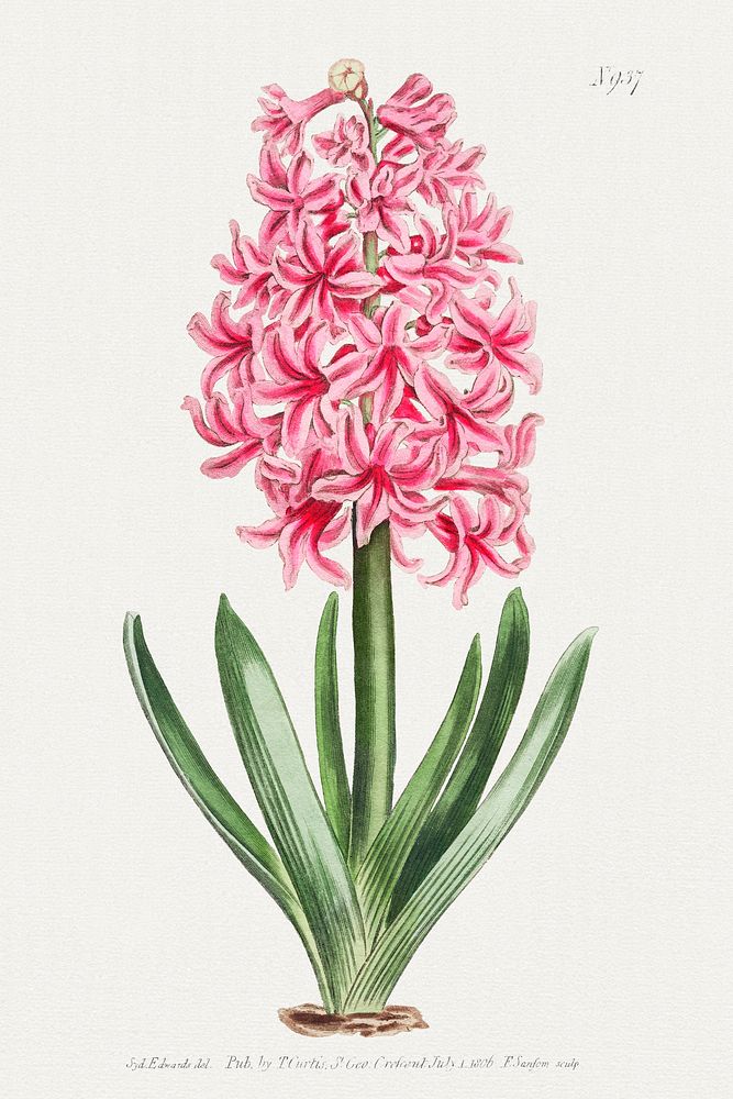 The Botanical Magazine or Flower Garden Displayed: Garden Hyacinth (1806) by Thomas Curtis. Original from The Cleveland…