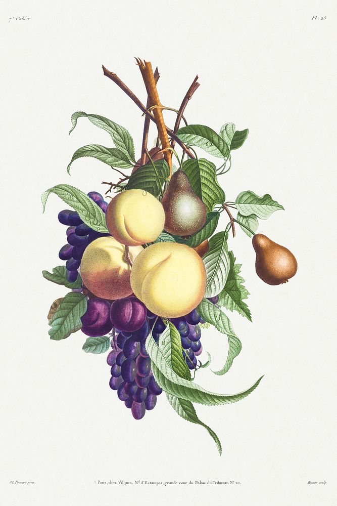 Vintage fruit branch of plum, prune, pear and grape illustration botanical art print