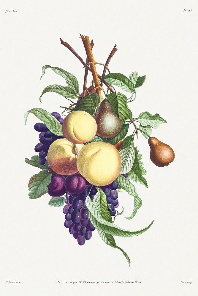 Collection des fleurs et des fruits: Branches de rousselet, p&ecirc;che, prune et raisin (1805) by Jean Louis…