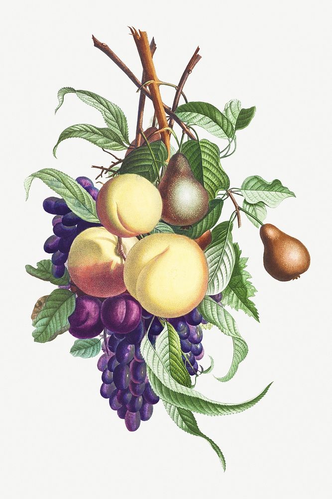 Vintage fruit branch of plum, prune, pear and grape illustration botanical art print