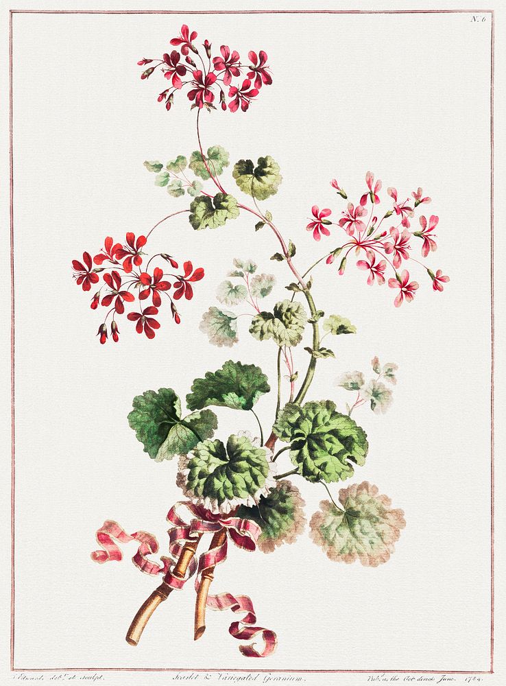 A Collection of Flowers Drawn from Nature: No. 6&ndash;Scarlet and Variegated Geranium (1801) by John Edwards. Original from…