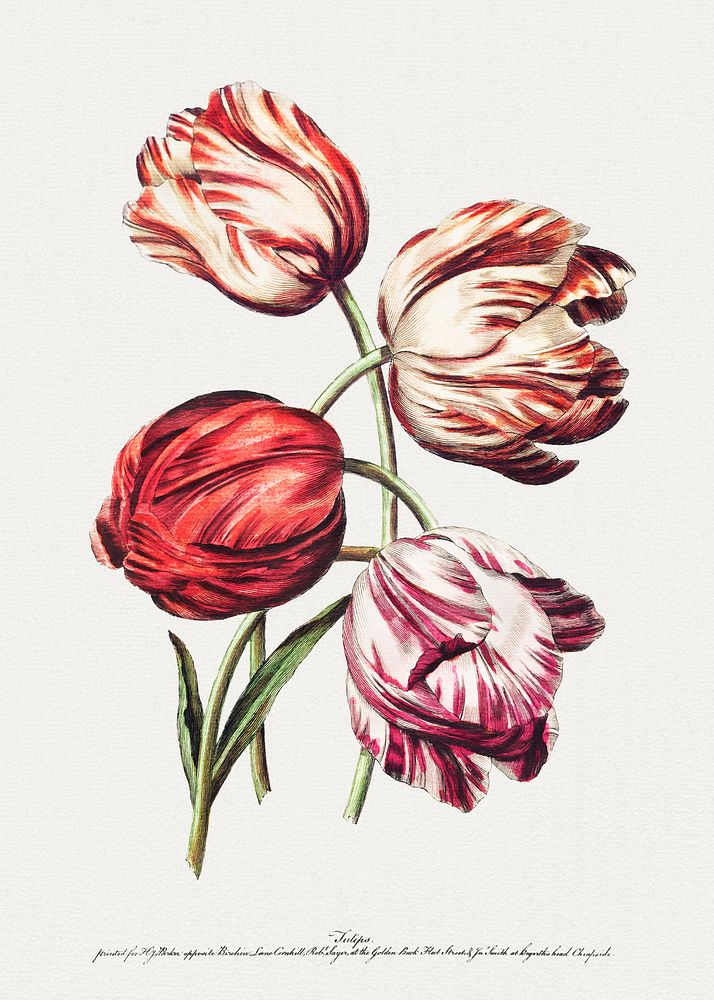 Eight Beautiful Groups of Natural Flowers in Outlines by de la Cour: Tulips (1770) by Robert Sayer. Original from The…