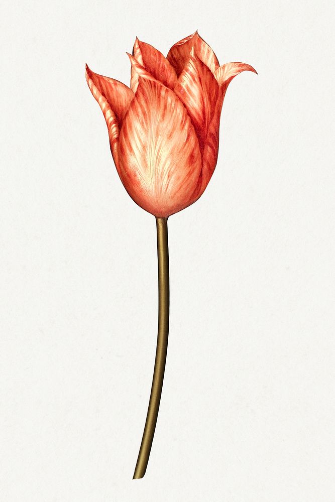 Vintage orange tulip flower design element